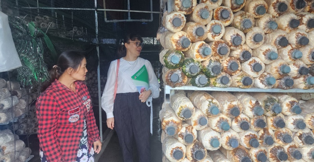 Mô hình vay vốn trồng nấm của bà Đoàn Thị Hoa, xã Tam Ngọc, TP. Tam Kỳ,. Mô hình vay vốn trồng nấm của bà Đoàn Thị Hoa, xã Tam Ngọc, TP. Tam Kỳ,.