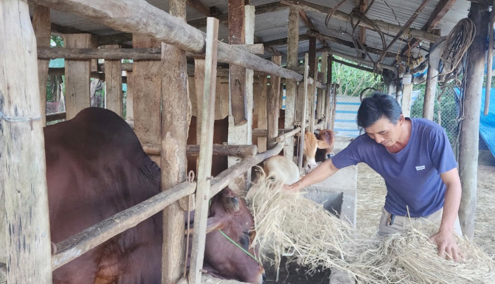 Nguồn vốn tín dụng ưu đãi tiếp tục được đầu tư đúng đối tượng và có hiệu quả ở Xứ Quảng.