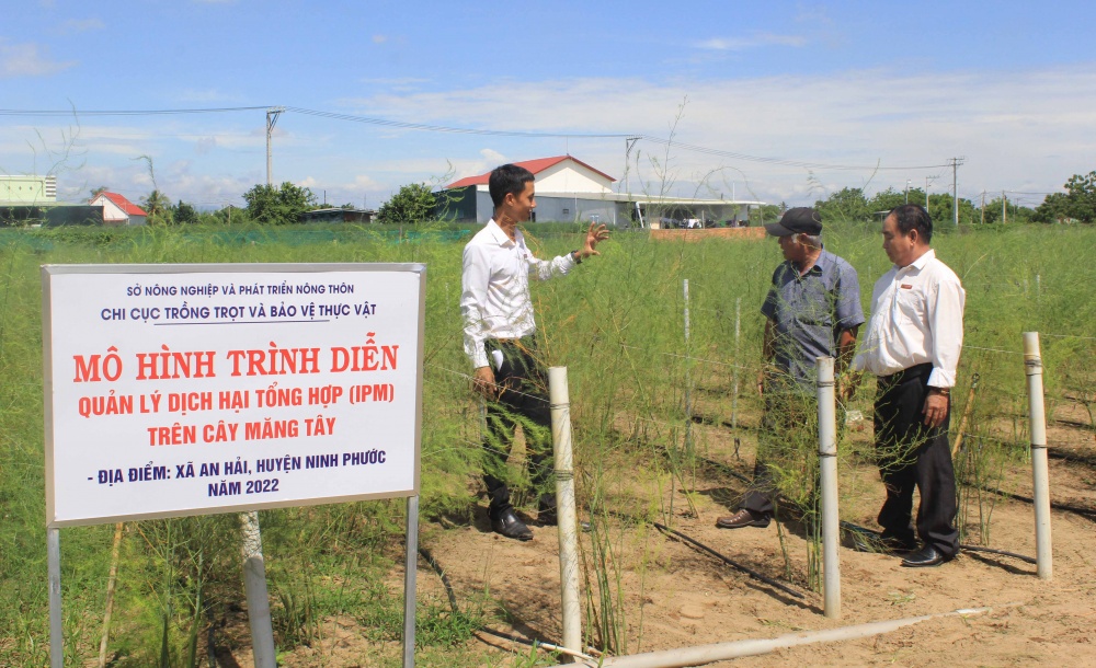 Mô hình vay vốn Ngân hàng đầu tư trồng cây măng tây ở huyện Ninh Phước.