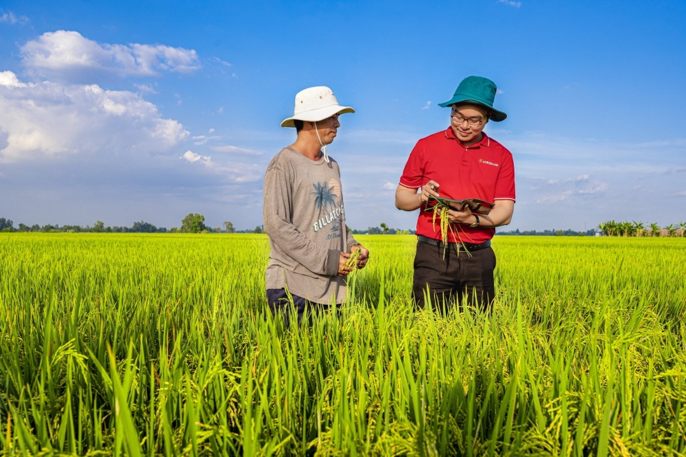 Agribank là ngân hàng chủ lực cung ứng vốn phát triển 1 triệu héc-ta lúa chất lượng cao