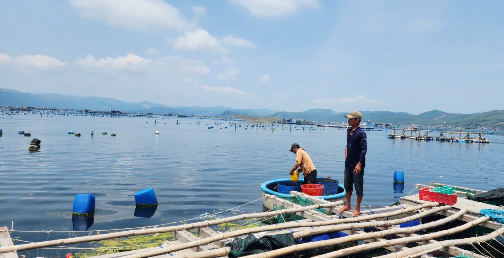 tiếp tục theo dõi, nắm bắt tình hình thiệt hại của khách hàng có tôm hùm chết tại thị xã Sông Cầu.