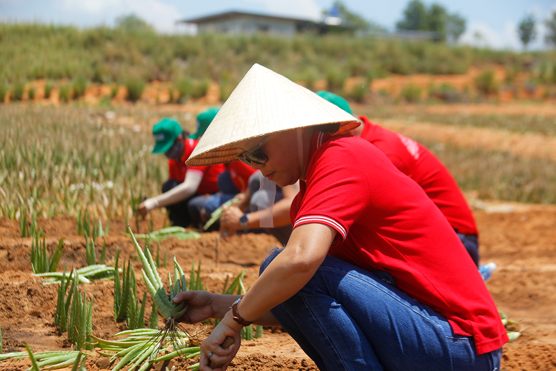 Đồng bào người Raglai có thể tận dụng hết các thành phần của cây nha đam để sản xuất ra đa dạng sản phẩm, thực phẩm.