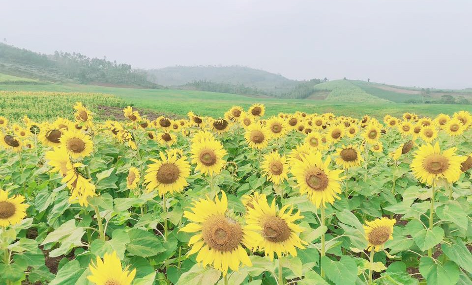 Tại Nghệ An, kinh tế xanh, kinh tế tuần hoàn đang trở thành xu thế tất yếu và trong quá trình đó, có sự đóng góp quan trọng của các TCTD.