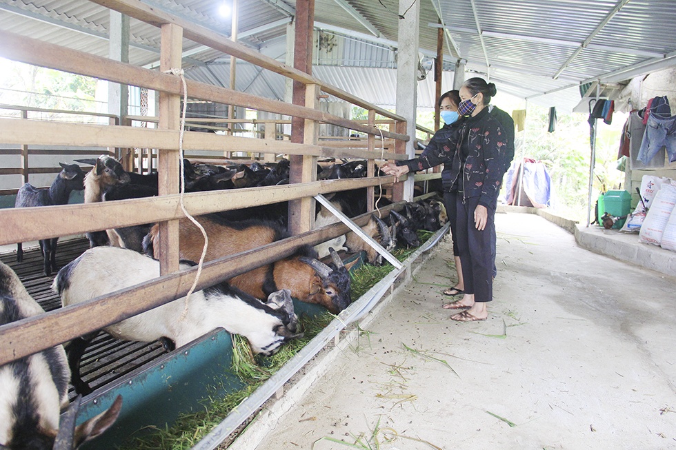 Nhờ vốn vay NHCSXH nhiều hộ nghèo tại huyện Hương Sơn (Hà Tĩnh) đầu tư chăn nuôi dê mang lại thu nhập cao