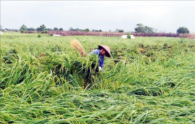 Ngành nông nghiệp đề xuất Chính phủ hỗ trợ 10.000 tỷ đồng giúp phục hồi sản xuất