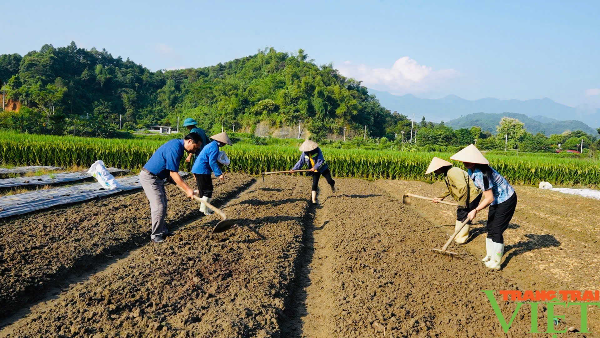 Xuất cấp hạt giống cây trồng hỗ trợ Lào Cai khôi phục sản xuất- Ảnh 1.