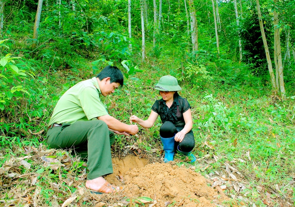 Rừng trở thành tiềm năng kinh tế lớn của người dân, doanh nghiệp