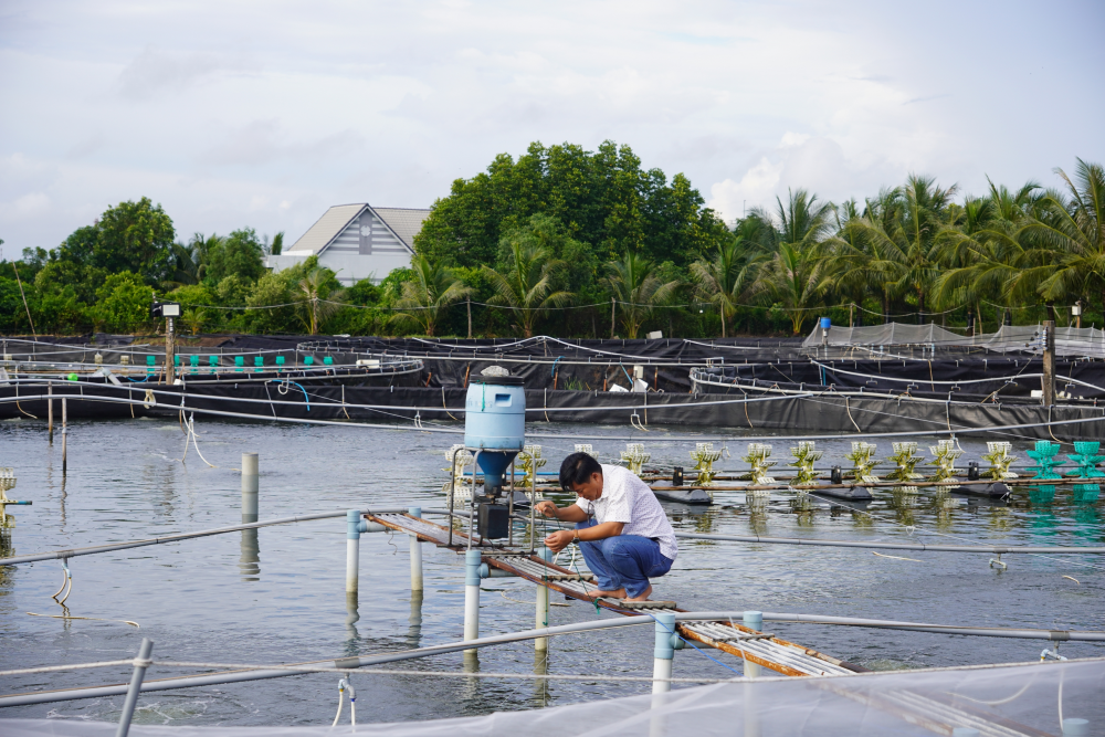 Nhờ nguồn vốn vay Agribank, ông Châu Hoàng Bon đã mạnh dạn đầu tư công nghệ cao nuôi tôm thẻ chân trắng