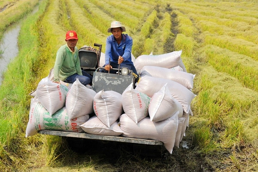 Giá gạo giảm đến cỡ nào khi Ấn Độ thúc đẩy xuất khẩu trở lại