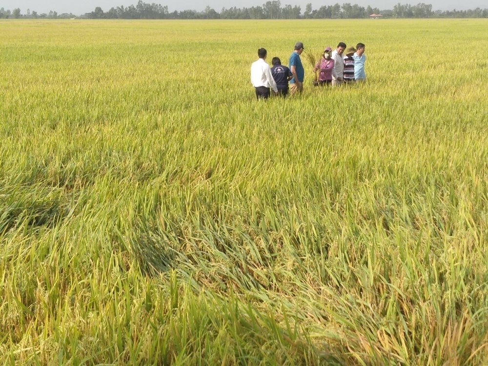 Ngành Ngân hàng tạo mọi điều kiện thuận lợi cho các chủ thể tham gia Chương trình cho vay liên kết lúa gạo chất lượng cao vùng ĐBSCL