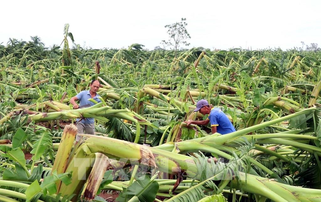 Thủ tướng chỉ đạo đẩy mạnh khôi phục sản xuất nông nghiệp sau bão số 3