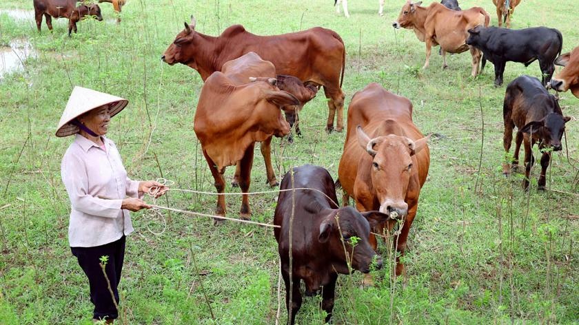 Việt Nam đóng vai trò quan trọng trong chuỗi cung ứng Halal thế giới