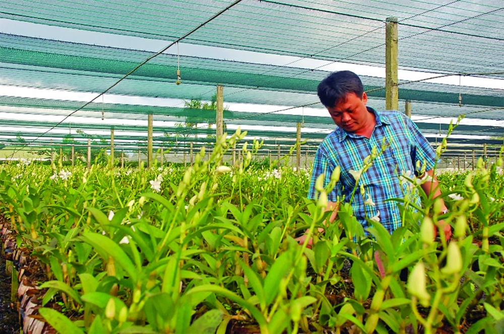 Những năm qua, nhờ nguồn vốn vay chuyển dịch cơ cấu kinh tế nông nghiệp đô thị, nhiều hộ gia đình tại TP. Hồ Chí Minh đã thành công với các cây trồng giá trị kinh tế cao