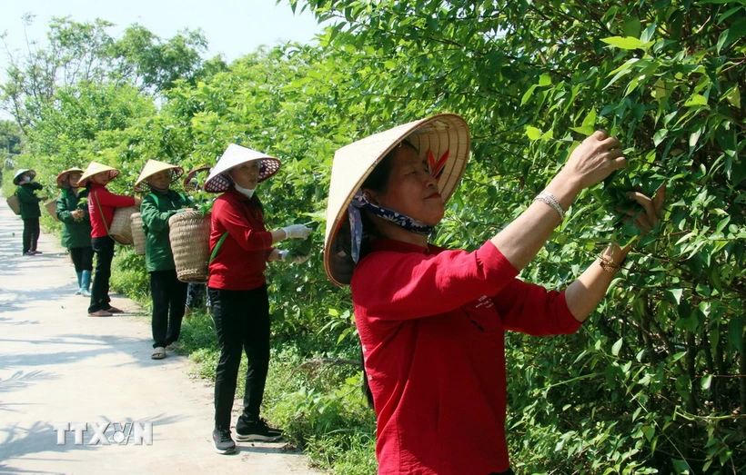 Thu hái dược liệu tại Hợp tác xã dược liệu Ngọc Trà, huyện Hải Hậu, tỉnh Nam Định. (Ảnh: Nguyễn Lành/TTXVN)