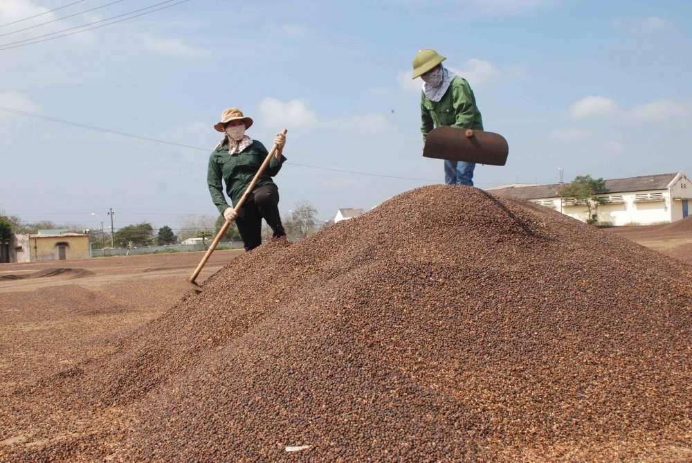 Giảm thiểu rủi ro trước biến động giá cà phê