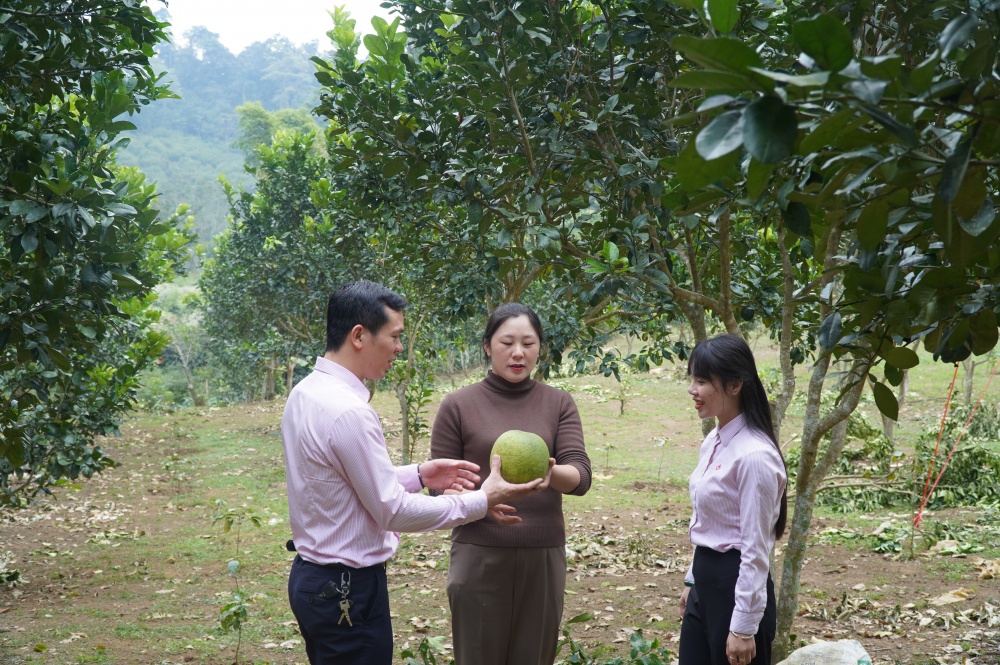 Ngành Ngân hàng Sơn La đồng hành cùng địa phương phát triển kinh tế