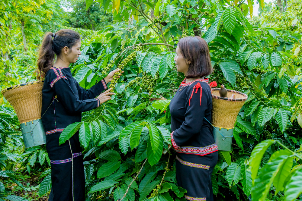 Nguồn vốn của Agribank đã trở thành phao cứu sinh đồng hành cùng Công ty Cà phê Ia Grai duy trì ổn định sản xuất