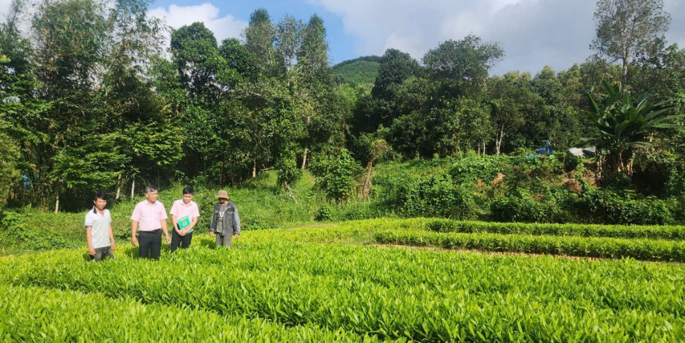 Mô hình vay vốn đầu tư làm trang trại của gia đình gia đình ông Lê Ngọc Ân ở xã Ba Cung (Huyện Ba Tơ).