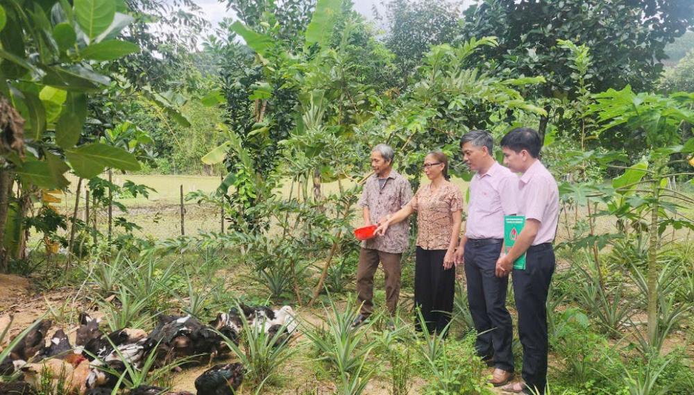 Nhiều gia đình ở Ba Tơ đã vươn lên thoát nghèo nhờ từ nguồn vốn tín dụng chính sách.