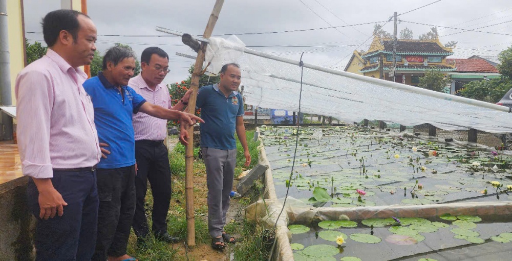 mô hình trồng hoa súng kết hợp chăn nuôi của anh Võ Viết Tú ở xã Điện Phong., thị xã Điện Bàn.