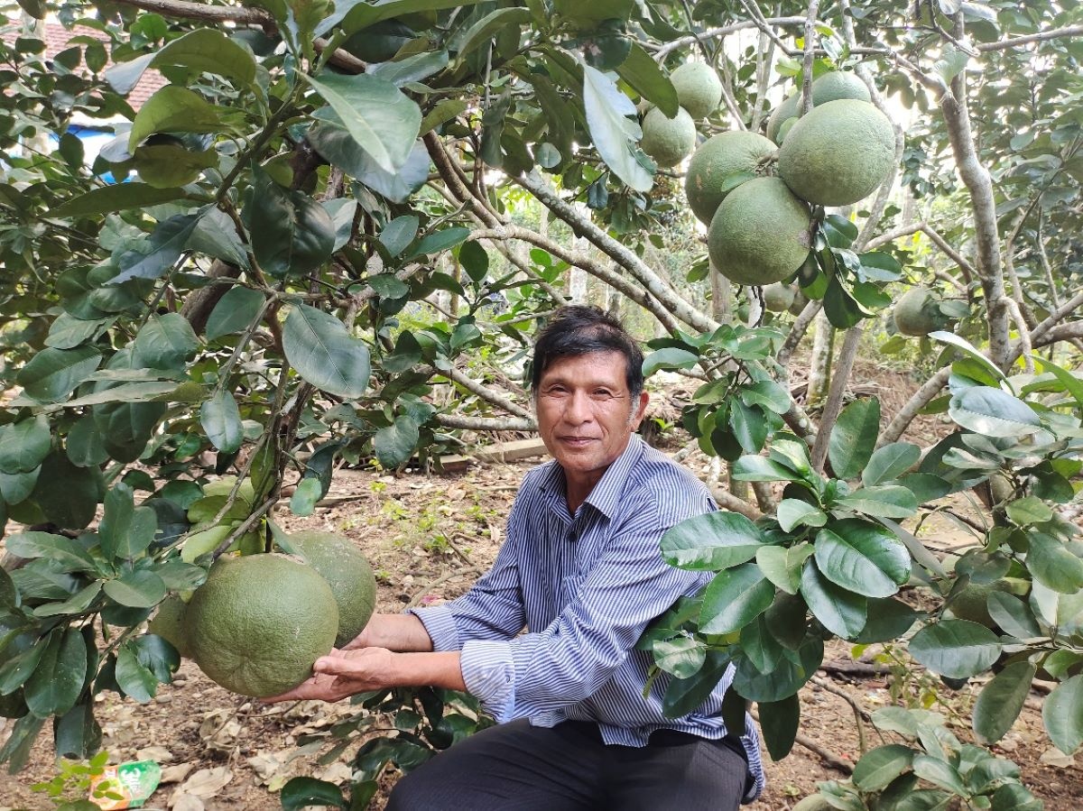   Phát triển cây ăn quả trong thời kỳ mới cần theo chuỗi, phù hợp với thị hiếu tiêu dùng.