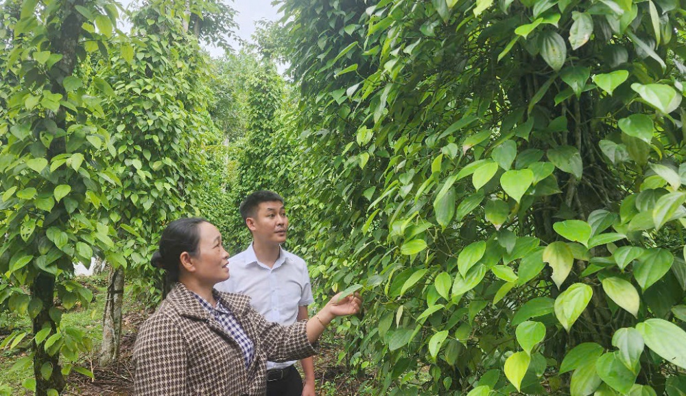Tiên Phước đang dần trở thành điểm sáng về phát triển kinh tế nông nghiệp, đặc biệt là mô hình kinh tế vườn.