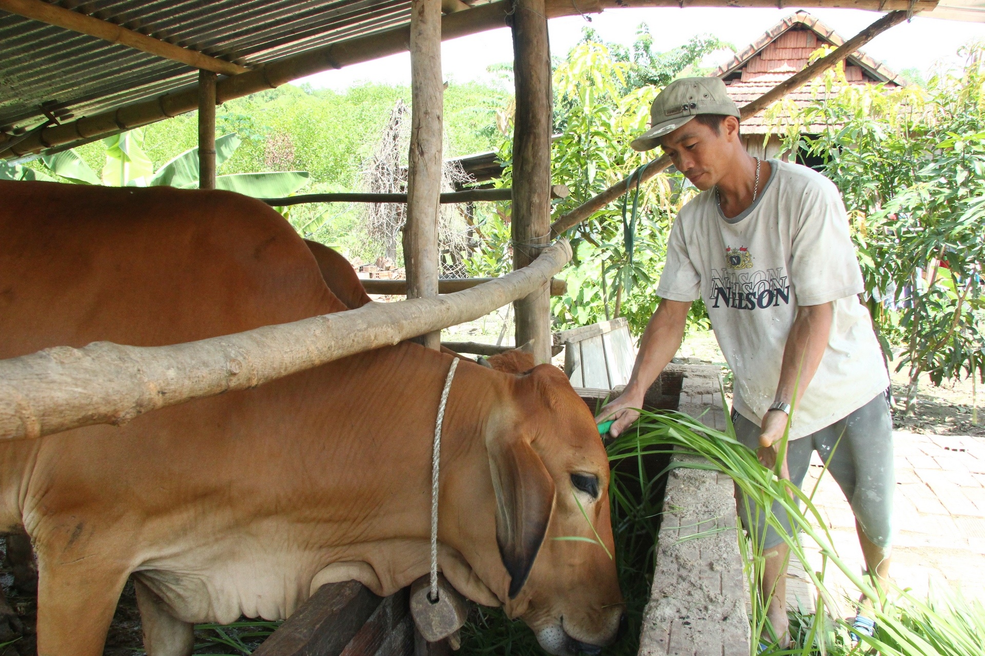 Anh Vi Văn Huấn ở xã Xuân Lãnh (huyện Đồng Xuân) phát triển kinh tế gia đình nhờ vốn vay từ NHCSXH. Ảnh: LÊ HẢO