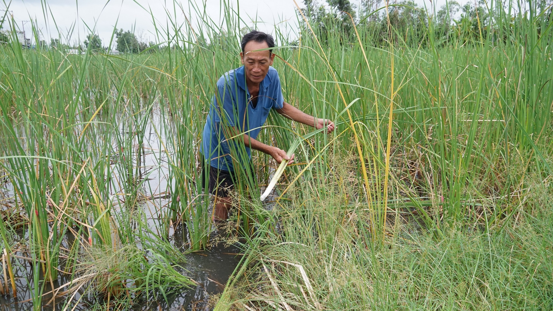 Mô hình khép kín kết hợp trồng bồn bồn và nuôi cá lóc của ông Bi