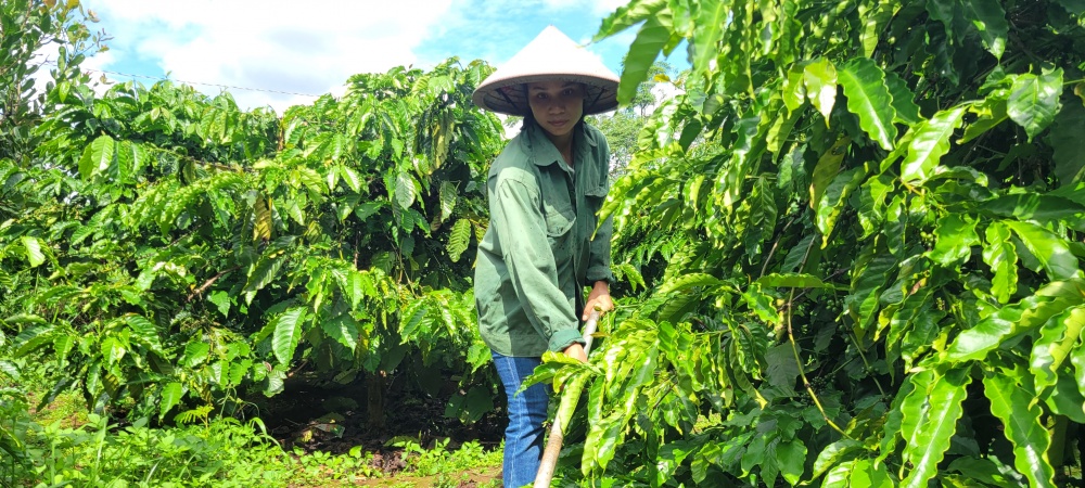 Gia đình chị Siu Nhã (thị trấn Chư Prông, huyện Chư Prông, Gia Lai) đã dần thoát nghèo, cuộc sống ổn định hơn nhờ nguồn vốn vay tín dụng chính sách xã hội