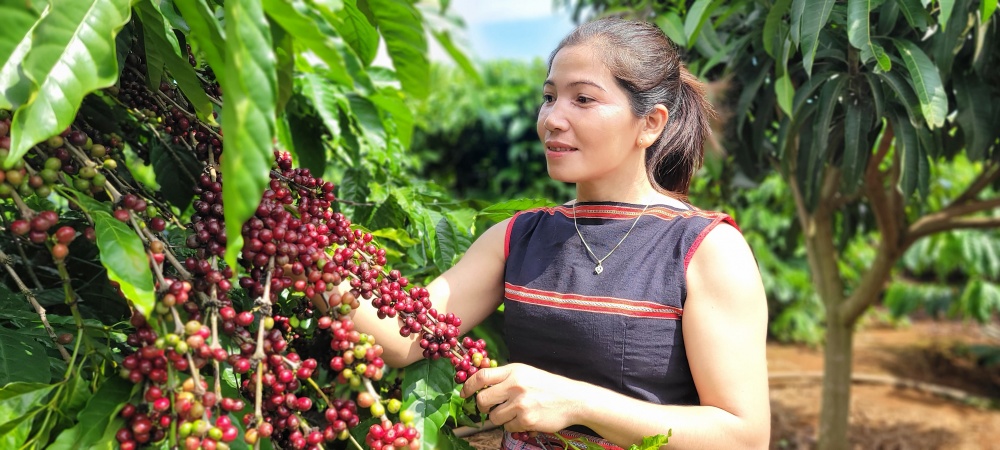 Cũng tại làng Mrông Yố 1, chị Rơ Châm H’Luên đã thoát khỏi diện cận nghèo vào năm 2023 nhờ sự hỗ trợ từ nguồn vốn tín dụng