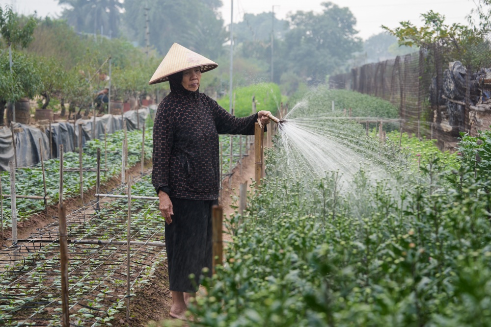 https://cdn.thoibaonganhang.vn/stores/news_dataimages/2024/122024/11/15/cu-ba-lang-nhat-tan-dang-cham-khom-hoa-cuc-chuan-bi-ban-tet20241211152118.jpg?rt=20241211152121