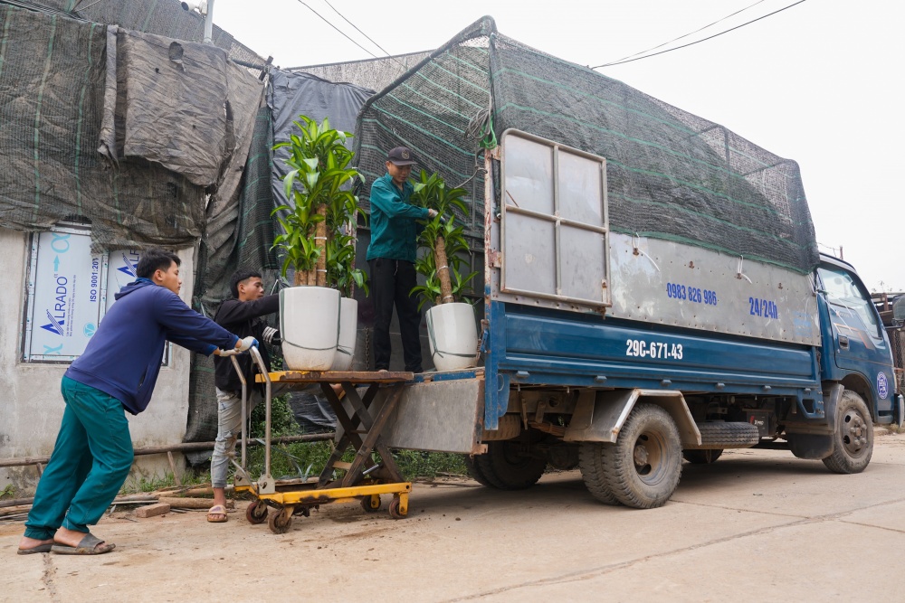 https://cdn.thoibaonganhang.vn/stores/news_dataimages/2024/122024/11/15/ngoai-trong-dao-nguoi-dan-lang-nhat-tan-con-trong-them-cac-loai-cay-canh-khac20241211152140.jpg?rt=20241211152143