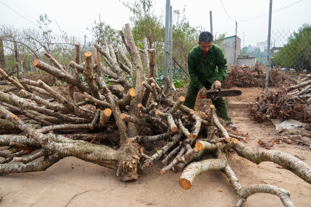 https://cdn.thoibaonganhang.vn/stores/news_dataimages/2024/122024/11/15/nguoi-dan-lang-nhat-tan-dang-xe-dao-rung-de-chuan-bi-triet-cay20241211152024.jpg?rt=20241211152027