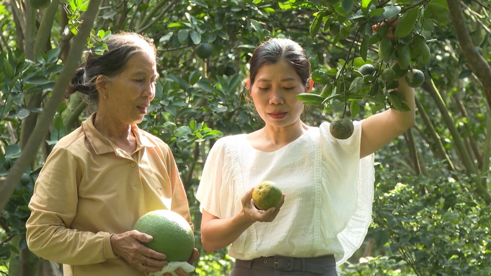 Bà Đinh Thị Cúc, TX Đông Hoà trồng cam làm giàu từ vốn chính sách. Ảnh: Như Thuỳ