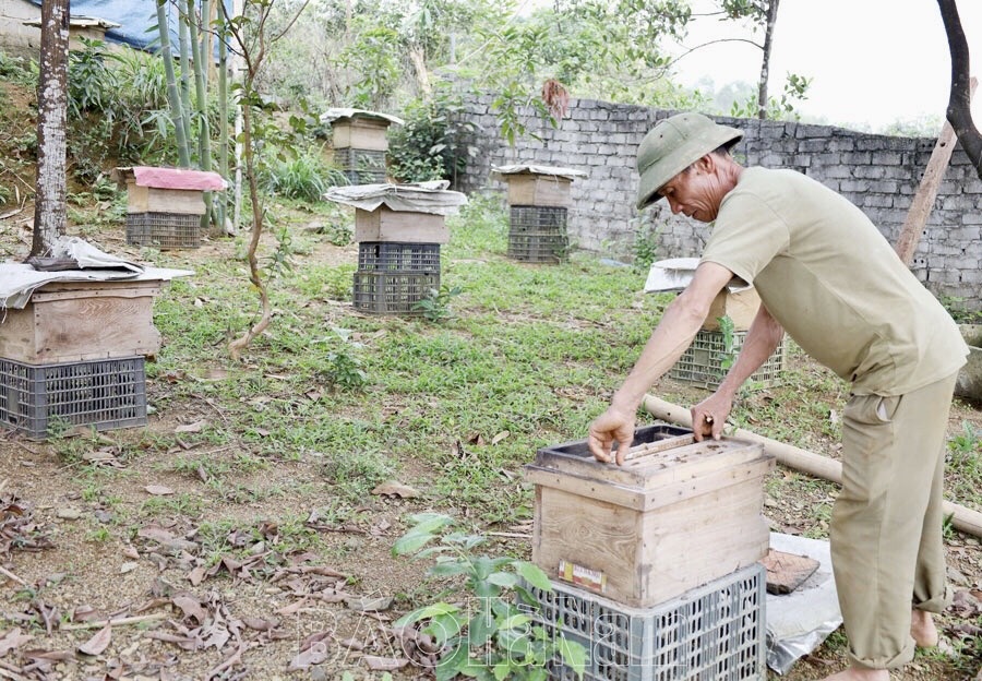 Gia đình ông Vũ Văn Hanh - thôn Bồng Lạng, xã Thanh Nghị được tiếp cận nguồn vốn ưu đãi đầu tư vốn vay phát triển kinh tế nuôi ong, trồng rừng