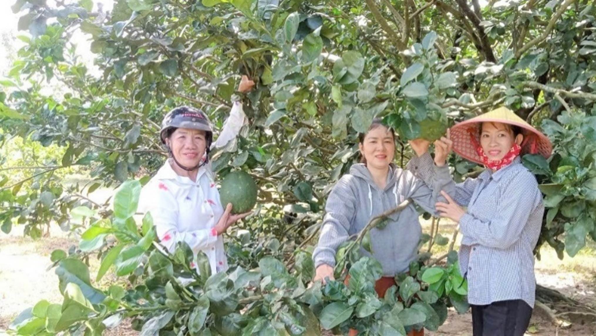 Nông dân xã Đắk Lua bên cạnh những thành quả chuyển đổi cây trồng từ nguồn vốn vay NHCSXH