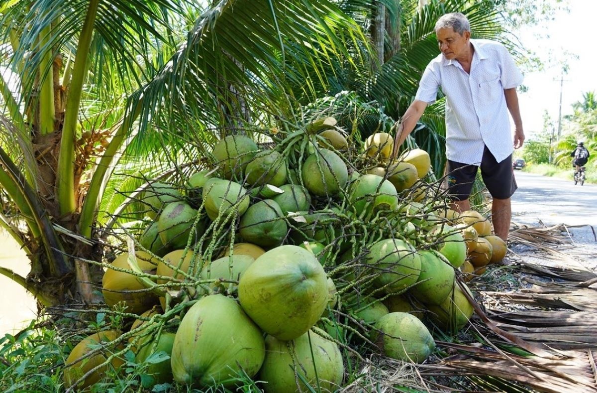 Hiện Trung Quốc có nhu cầu về mặt hàng dừa lớn nhất