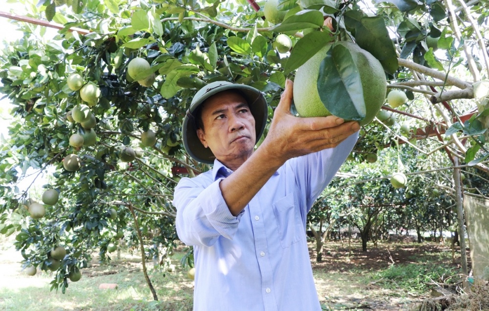 Ông Vũ Văn Phán chăm sóc vườn bưởi da xanh của gia đình