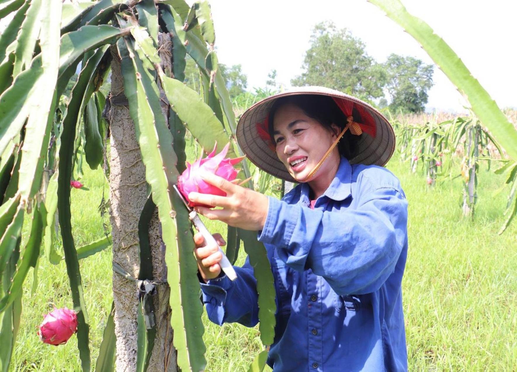 Người dân xã Vân Nham, huyện Hữu Lũng sử dụng nguồn vốn vay ưu đãi phát triển mô hình thanh long