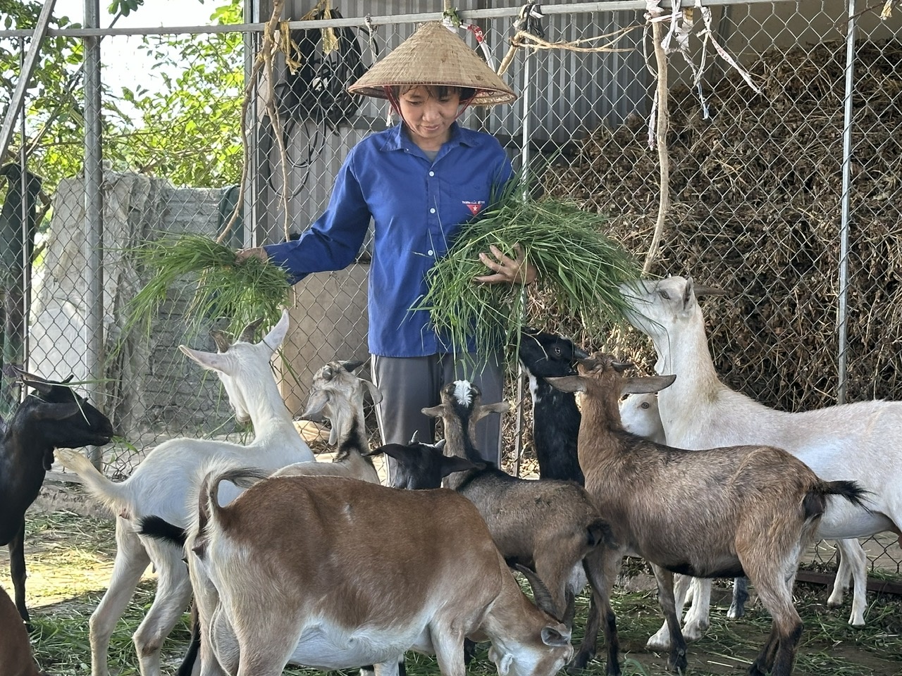 Nhờ nguồn vốn chính sách mà chị Phạm Thị Oanh (xóm Thái Bình, xã Yên Đồng, huyện Yên Mô) có điều kiện phát triển chăn nuôi dê, thoát nghèo