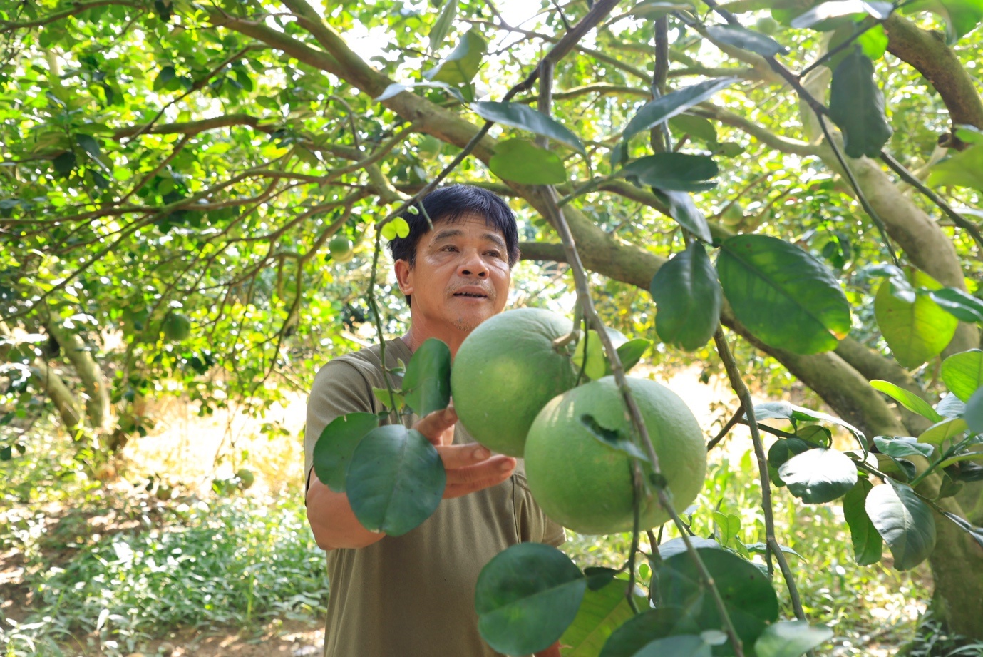 Theo ông Nguyễn Mạnh Việt – Bí thư Huyện uỷ Đạ Tẻh: Với việc thực hiện đồng bộ nhiều giải pháp, thông qua kênh tín dụng ưu đãi của NHCSXH góp phần giảm tỷ lệ hộ nghèo hiệu quả cho các địa phương. Qua 10 năm thực hiện Chỉ thị 40, cấp ủy, chính quyền địa phương các cấp đã có kinh nghiệm trong việc phân công các thành viên quản lý chặt chẽ hoạt động TDCSXH đến tận địa bàn thôn xóm và luôn sâu sát với Nhân dân, đẩy mạnh công tác tuyên truyền, giúp bà con thay đổi nhận thức, từ đó tăng gia sản xuất bằng nguồn vốn ưu đãi đạt hiệu quả cao. Nguồn vốn vay cũng giúp cho nhiều. hộ gia đình, học sinh – sinh viên có hoàn cảnh khó khăn được tiếp tục đi học, có cơ hội có việc làm ổn định, đem lại thu nhập cho bản thân và gia đình... Trong ảnh: Ông Lê Hồng Khanh - Tổ tưởng Tổ hợp tác vay vốn trồng cây ăn trái của HTX Bưởi da xanh (xã Đạ Kho, huyện Đạ Tẻh): Mô hình vay vốn theo Tổ hợp tác các thành viên đã thực hiện được từ 1 - 4 năm để chăm sóc vườn bưởi, mang lại thu nhập kinh tế ổn định cho hội viên…