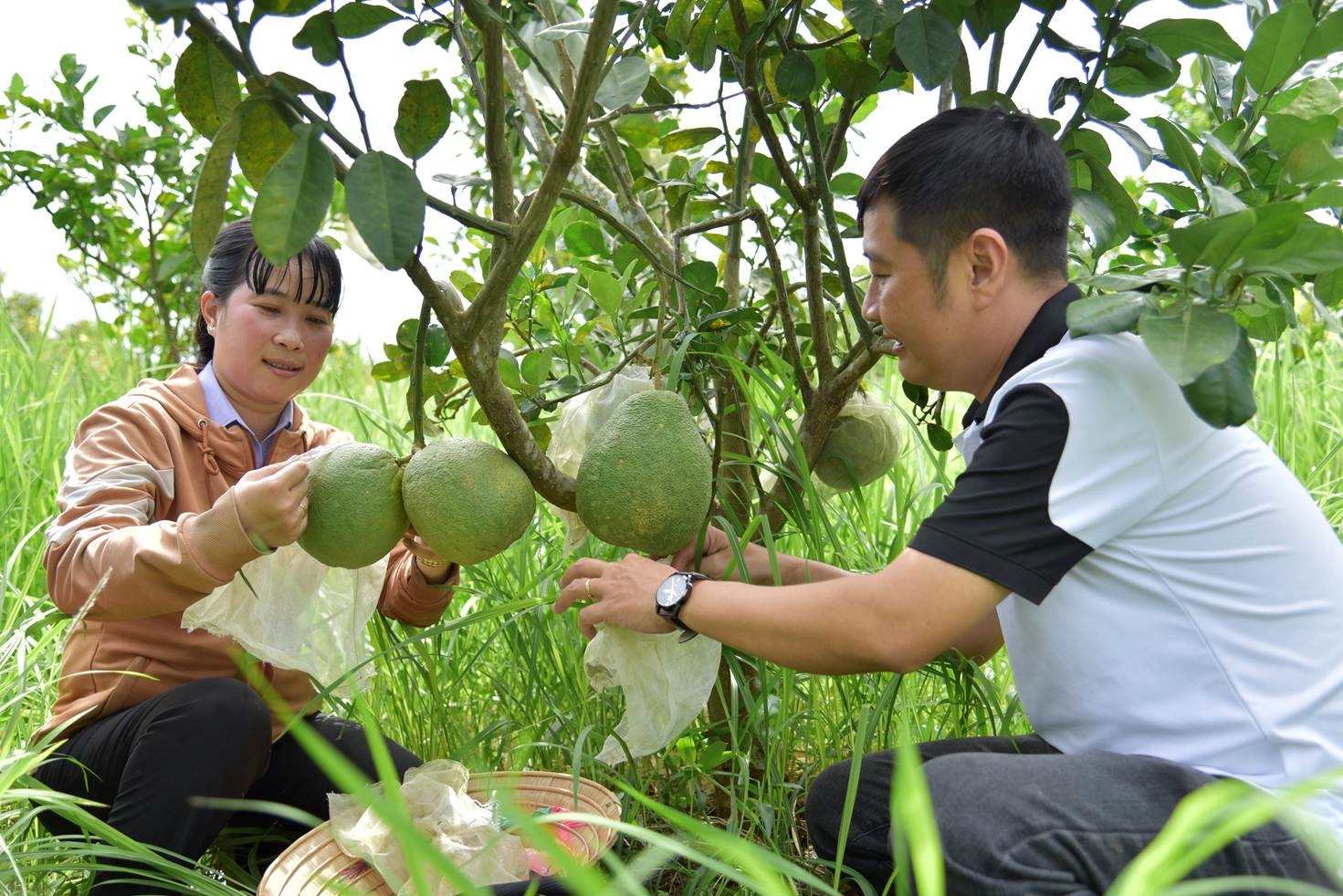 Được vay vốn Ngân hàng Chính sách xã hội 70 triệu đồng, gia đình chị Đỗ Huỳnh Ngọc, ngụ xã Thạnh Lộc (Châu Thành) trồng bưởi an toàn cho thu nhập cao