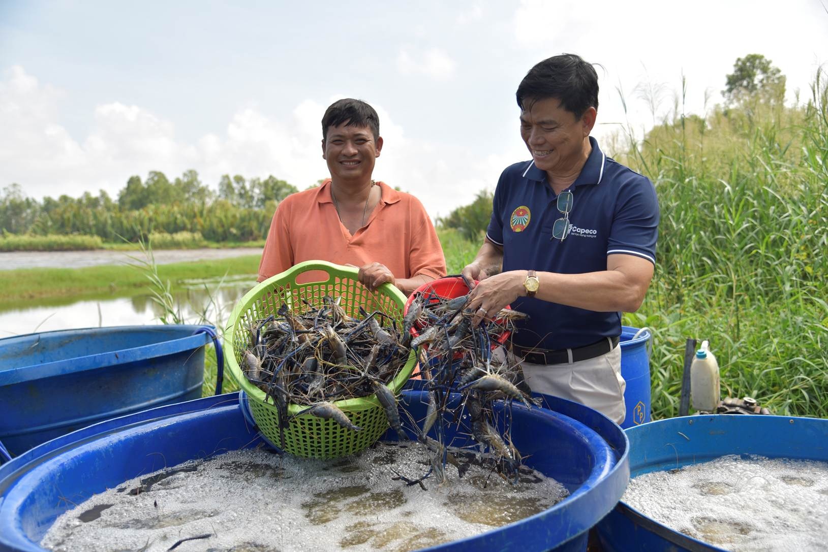 Gia đình ông Nguyễn Văn Hận, ngụ xã Đông Yên (An Biên) thu hoạch tôm càng xanh