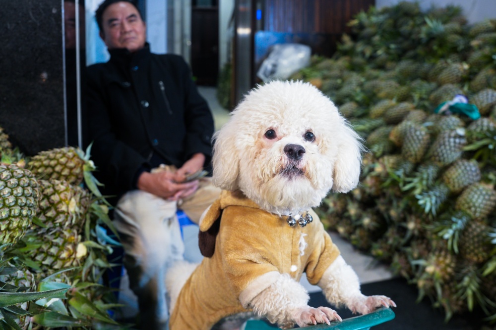 chò được ông chủ hoa quả yêu quý cũng trang bị thêm áo ấm