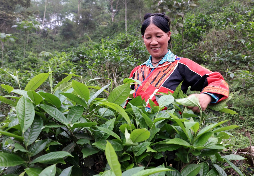 Nhiều hộ đồng bào dân tộc Pà Thẻn ở xã Yên Thành, huyện Quang Bình được vay vốn ưu đãi đầu tư trồng, chăm sóc chè san tuyết