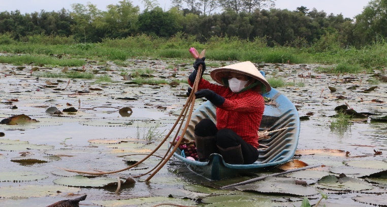 Mô hình trồng bông súng nước của gia đình ông Trương Văn Trứ