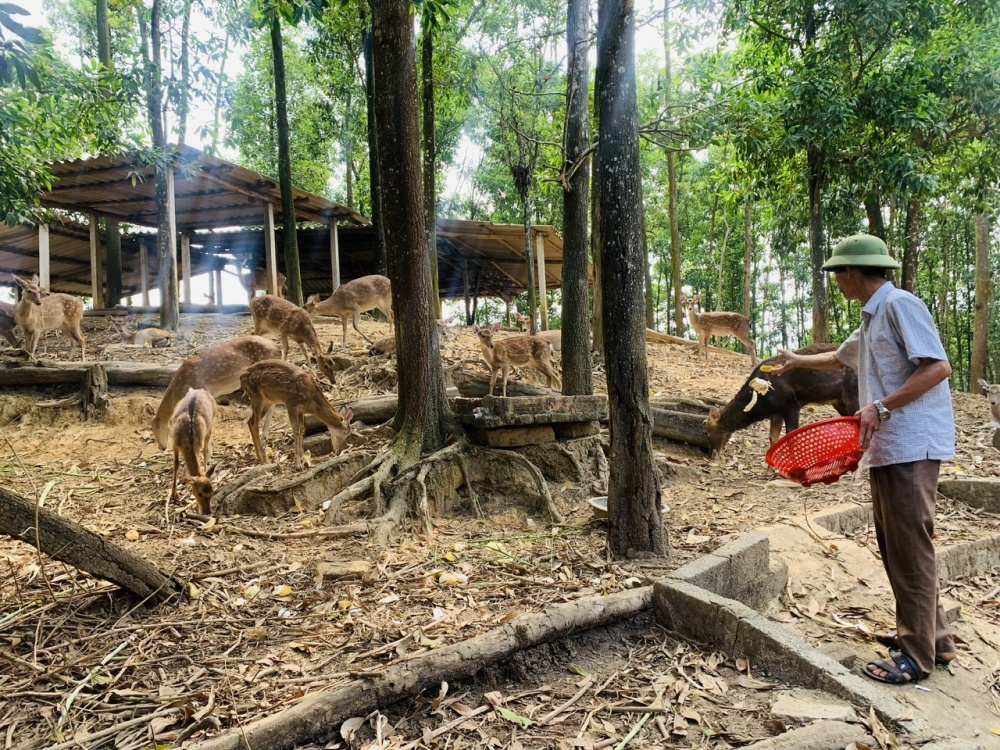 Anh Long cho hươu ăn tại trang trại