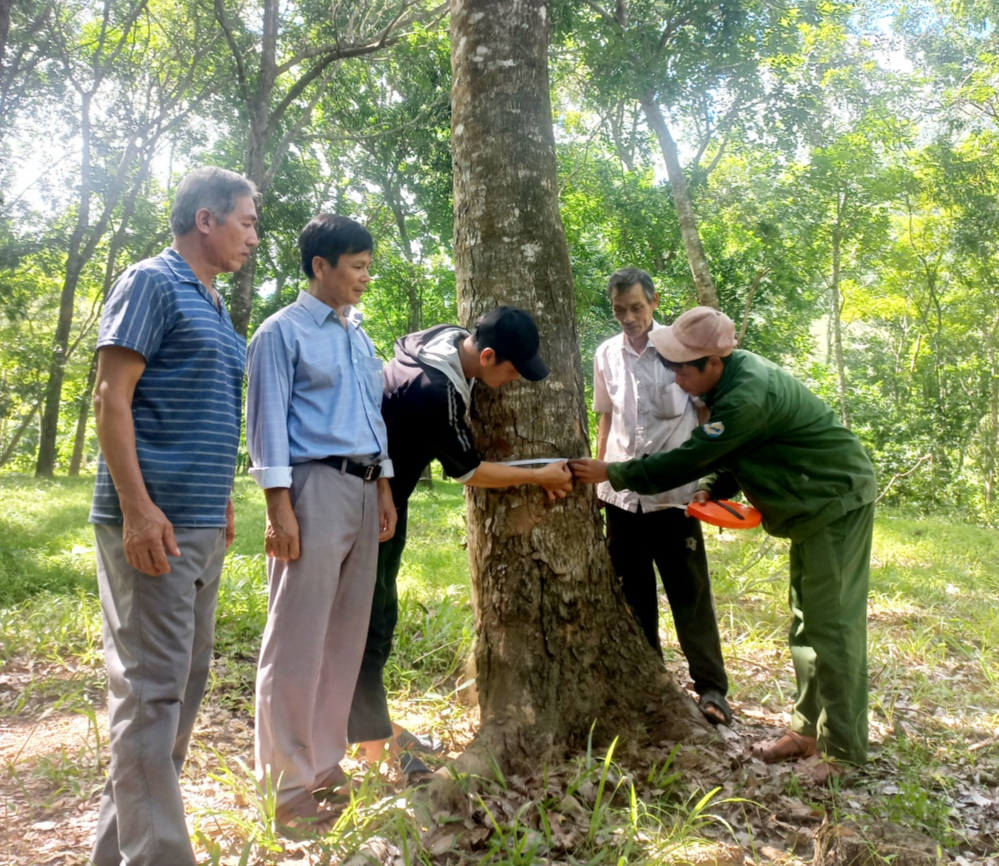 CCB Lý Tấn Tin (thứ 2, từ trái sang) cùng cán bộ địa chính và lãnh đạo xã Tây Phú đo kiểm tra đường kính cây xà cừ của gia đình. Ảnh: Đinh Ngọc