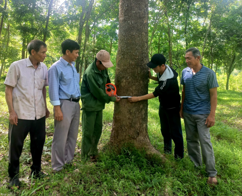 CCB Lý Tấn Tin (bìa phải) cùng cán bộ địa chính và lãnh đạo xã Tây Phú đo kiểm tra đường kính cây xà cừ của gia đình. Ảnh: Đinh Ngọc