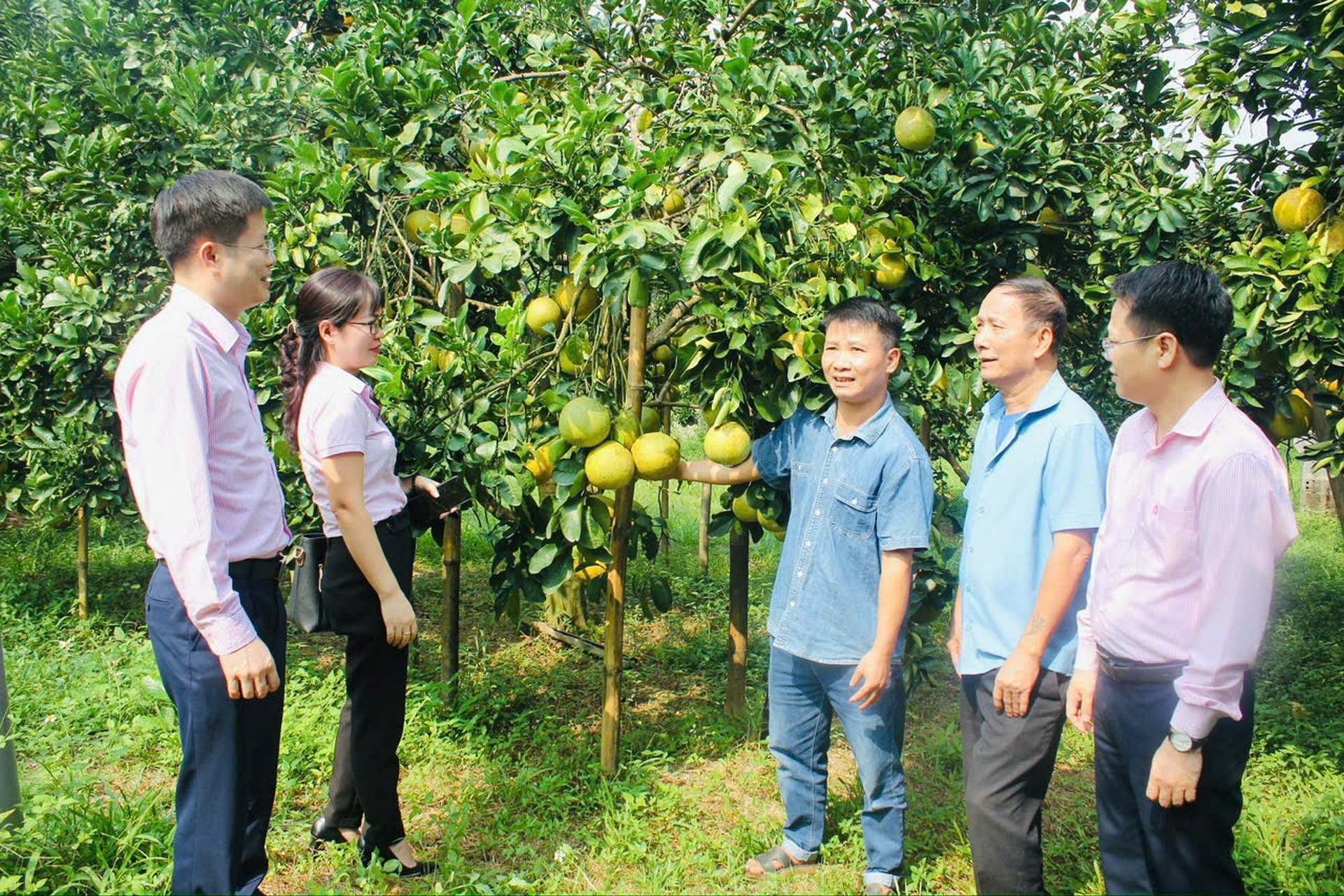 Niềm vui của anh Ngô Ngọc Hải (xóm 1, xã Tử Nê) trước vụ mùa bội thu của vườn bưởi đỏ rộng 8.000ha nhờ nguồn vốn tín dụng chính sách. (Ảnh: Thanh Hà)